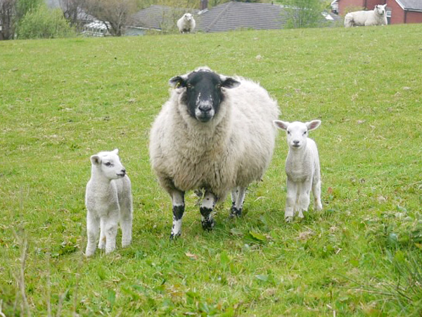 ファームウォークで出会った羊
